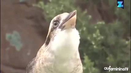 Original, le tube du moment est chanté par des oiseaux !