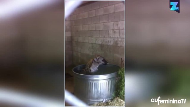 Harley, la hyène qui aimait prendre des bains