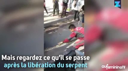 Panique en Thaïlande : il y a un python sous la voiture