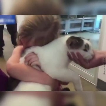 Elle retrouve son chat après trois ans sans lui