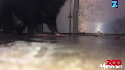 Un diable de Tasmanie bien agité !