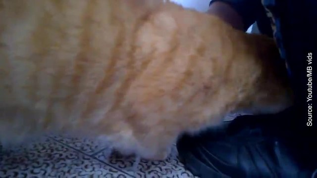 11 signes qui prouvent que votre chat est heureux