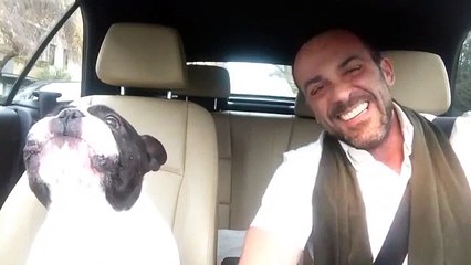 The Singing Frenchie Is Back For Another Duet With His Owner