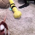 Puppy is terrified by stuffed animal toys