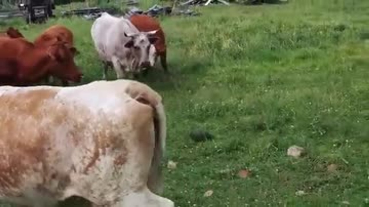 Vaches vs Tortue
