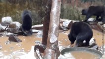 Au zoo de Bandung, le traitement de ces ours est scandaleux