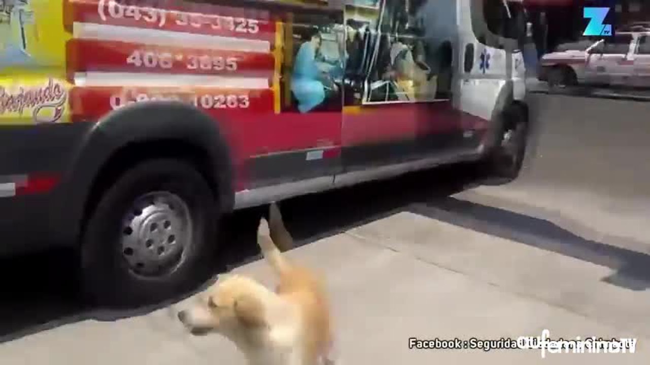 Ces chiens n’abandonneront jamais leur maître blessé