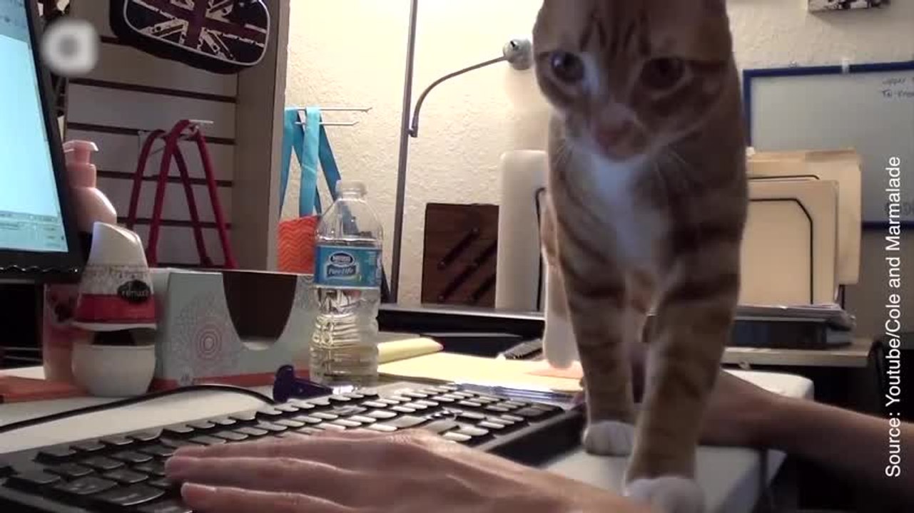 Les chats et les ordinateurs