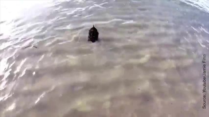 L'échidné est un drôle d'animal