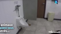 Le chien qui urinait dans les toilettes publiques
