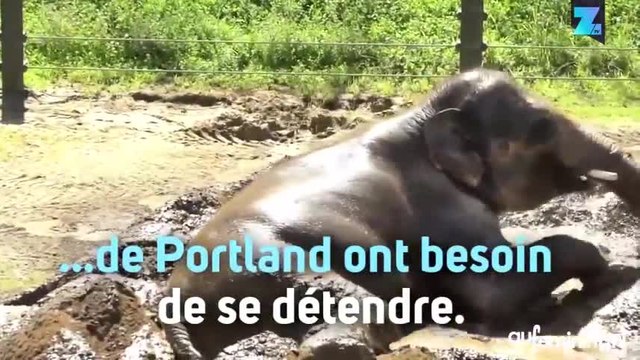 L’éléphant qui aimait les bains de boue