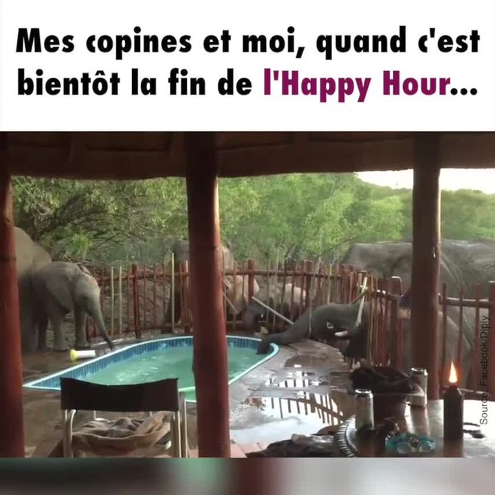 Des éléphants boivent tous ensemble dans la piscine