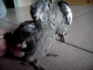 philomene et amadeus age 24 jours