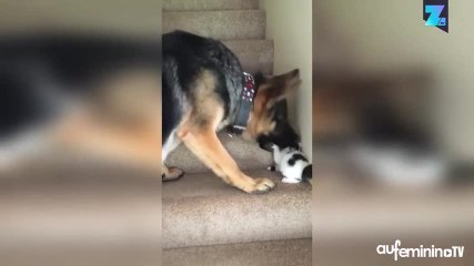 Ce berger allemand a trouvé son jouet...