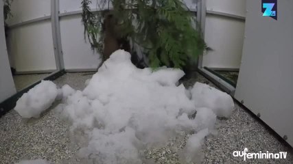 Un petit lynx s’éclate dans de la neige artificielle