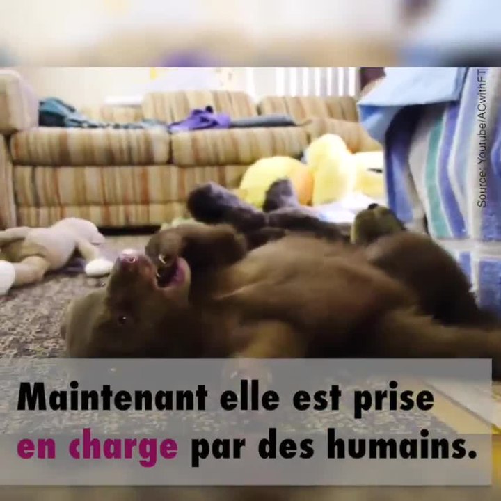 Tahoe : l'ours qui vit chez des hommes