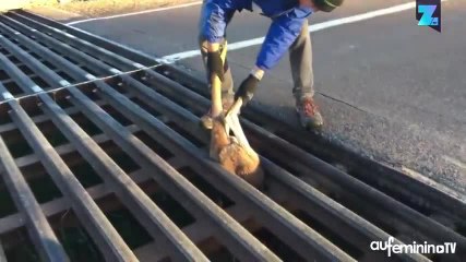 Il sauve un kangourou d’une mort certaine