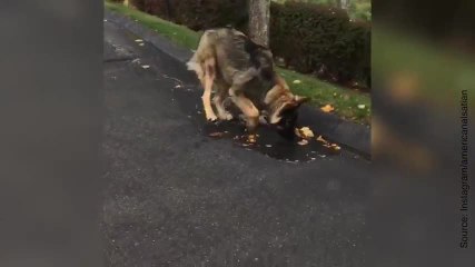 Ce chien joue avec l'eau