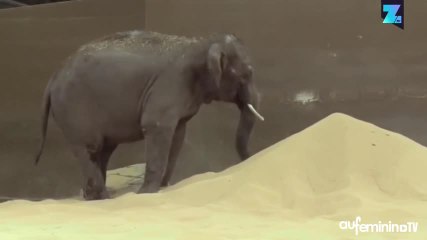 Des éléphants s’éclatent à la plage