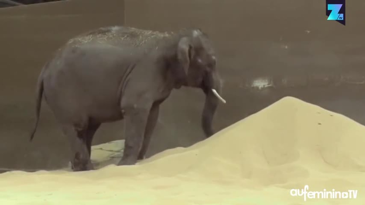 Des éléphants s’éclatent à la plage