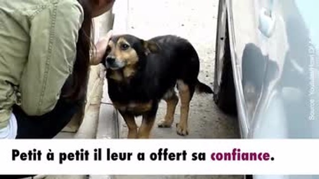 Buzu : le chien SDF qui se fait adopter par une famille