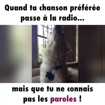 Ce chien chante sa chanson préférée