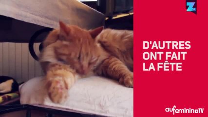 80 chats réagissent à l’élection de Trump !