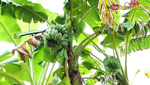 Đột Quỵ -nguyên Nhân, Cách Sơ Cứu Và Hủ Thuốc Phòng Ngừa Đột Quỵ Nhà Nào Cũng Nên Có Chùa Pháp Tạng