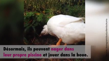 Les canards les plus heureux du monde