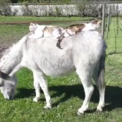 Un âne porte deux chats sur son dos