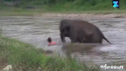 Un éléphanteau sauve un homme de la noyade !