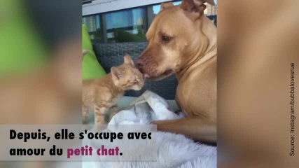 Une amitié entre un chien et un chat