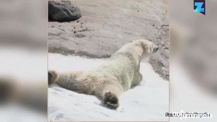Voici la réaction d’un ours quand la neige est enfin là