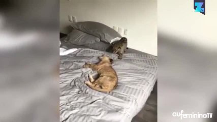 Instant meûgnon : les bébés jaguars se chamaillent !
