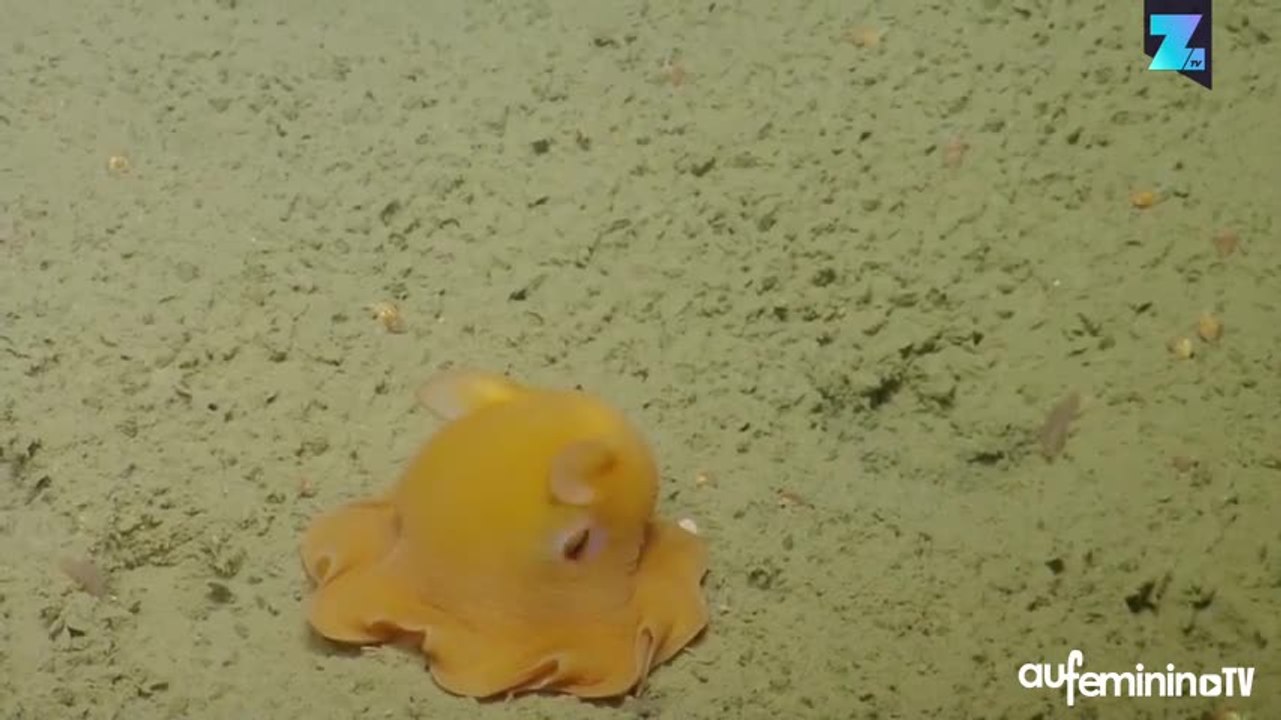 Meûgnon : la pieuvre se cache sous ses tentacules