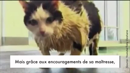 Un chat apprend à nager pour perdre du poids