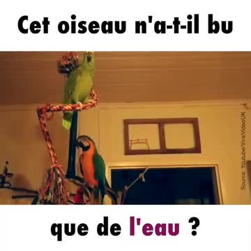 Un perroquet complètement fou