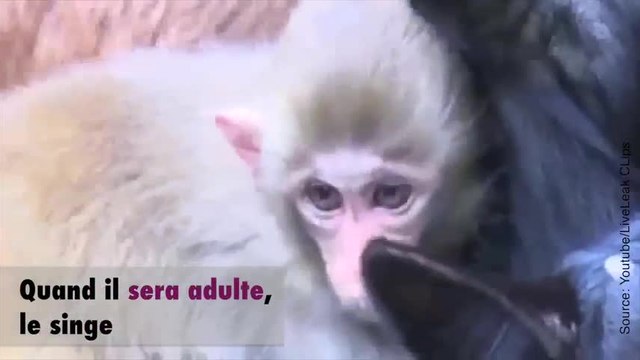 Un singe qui vit avec un troupeau de chèvres