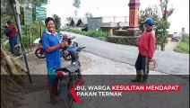 Tiga Desa di Klaten Terdampak Hujan Abu, Warga Kesulitan Cari Pakan Ternak