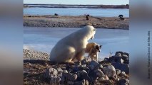 Une amitié entre un chien et un ours polaire