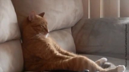 Un chat fan de hard rock