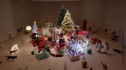 Passer Noël avec un chat à la maison