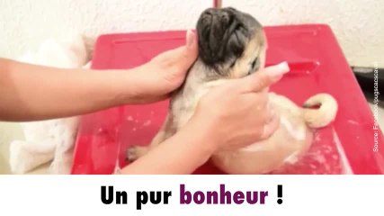 Ce chien est le plus heureux du monde