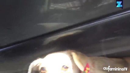 Instant meûgnon : sauvetage d’un petit chien