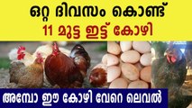 a hen laid 11 eggs in one day at balussery | Oneindia Malayalam