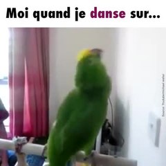 Des perroquets nous montrent leurs meilleurs danses !