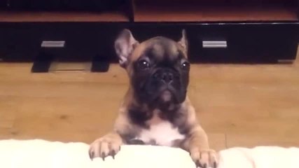 Une drôle de façon d’aboyer