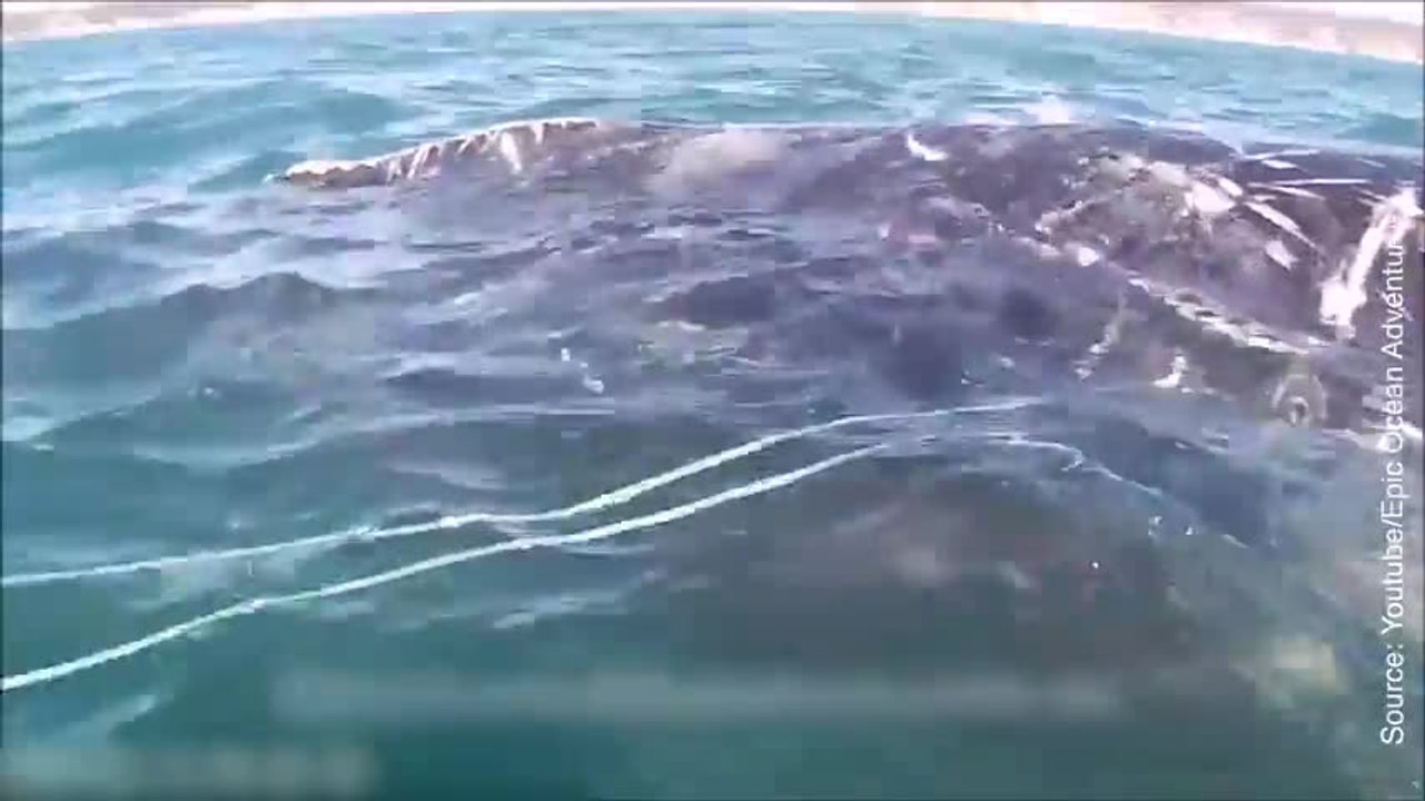Une baleine sauvée par des amateurs de kayak Vidéo Dailymotion