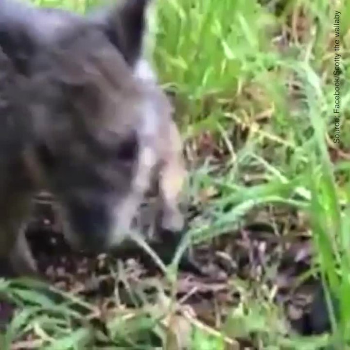 Scotty le wallaby