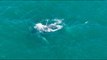 Rescue team races to help entangled humpback whale off Southern | Moon TV News